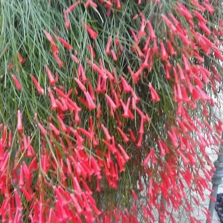 La Dimora Di Alfonso * Маратея