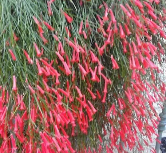 La Dimora Di Alfonso * Maratea