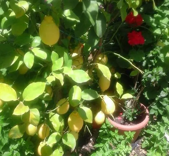 La Dimora Di Alfonso *